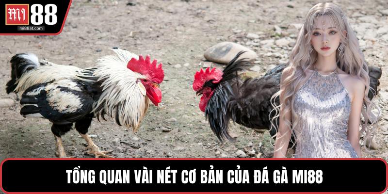 Tổng quan vài nét cơ bản của đá gà MI88